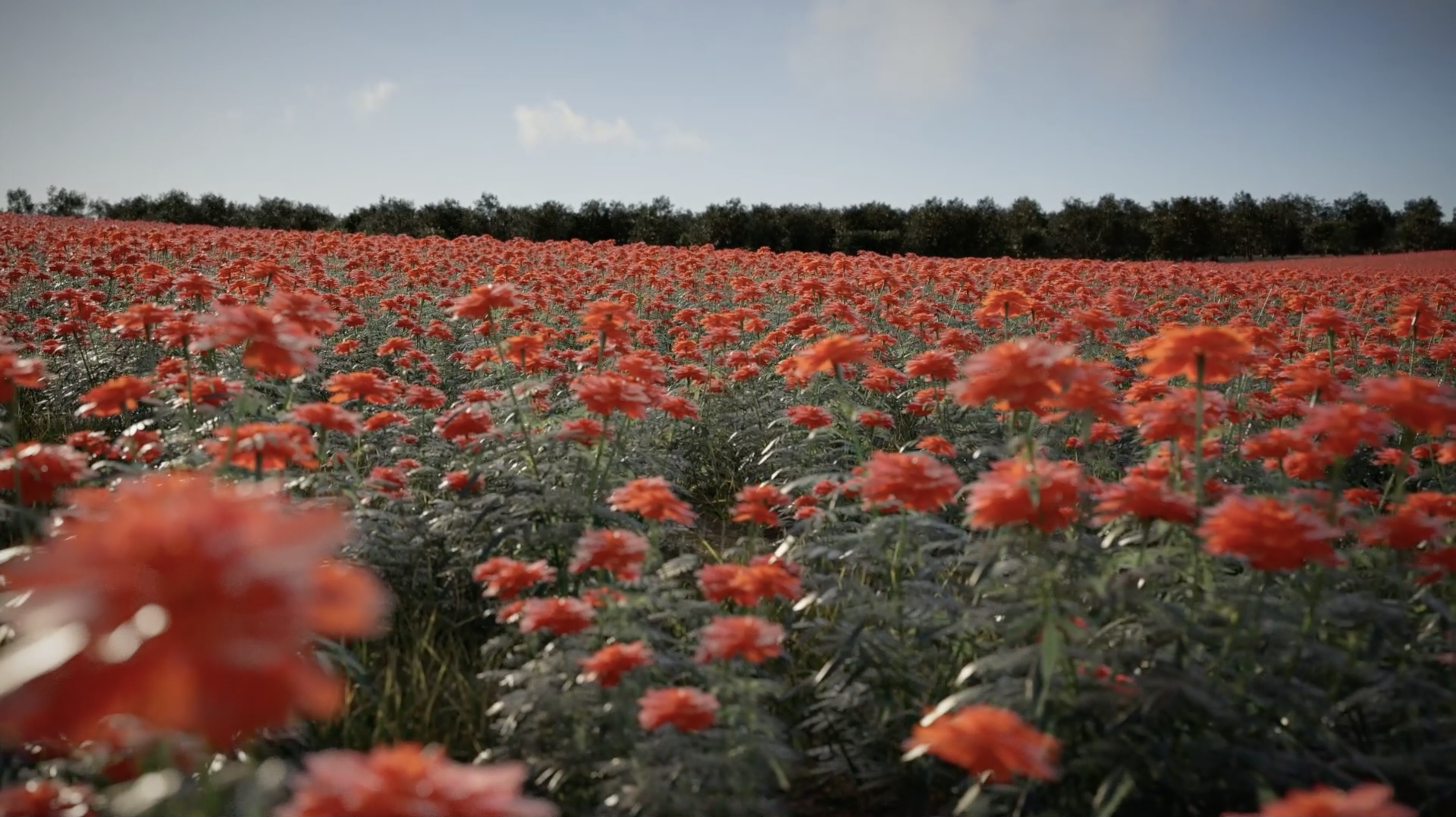 Marigold Field | Unreal Engine Test